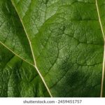 2002年世界杯直播:国足首秀与罗纳尔多的封神之战 a0r836l