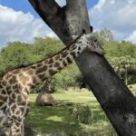 2003年全年3D开奖结果查询与历史数据完整汇总 czjisv398