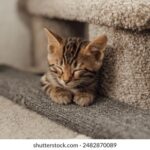 3d开奖号099最新结果公布,快来看看你中奖了吗? rbxi51wo